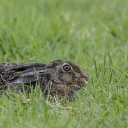 Ein Feldhase sitzt im Emsland in Niedersachsen im Gras.