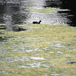Ein Vogel schwimmt in einem See mit Algenteppich.