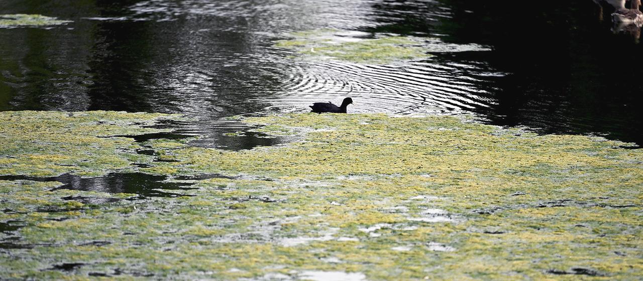Ein Vogel schwimmt in einem See mit Algenteppich.