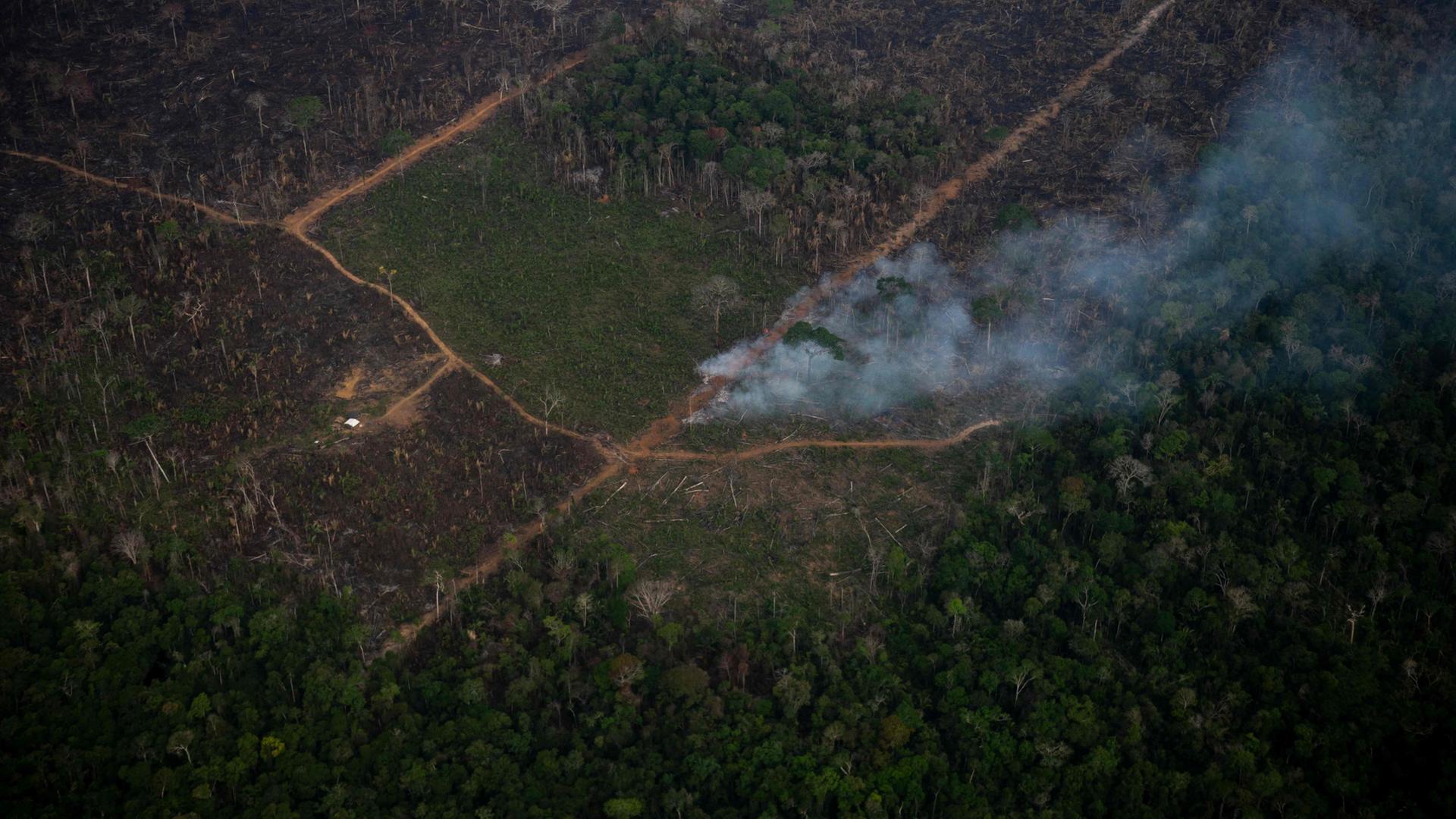 Waldbrände im Amazonas 2025 auf tiefstem Stand seit Jahrzehnten Waldbrände im Amazonas 2025 auf tiefstem Stand seit Jahrzehnten