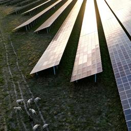 Schafe grasen neben Solarmodulen in Werneuchen. 