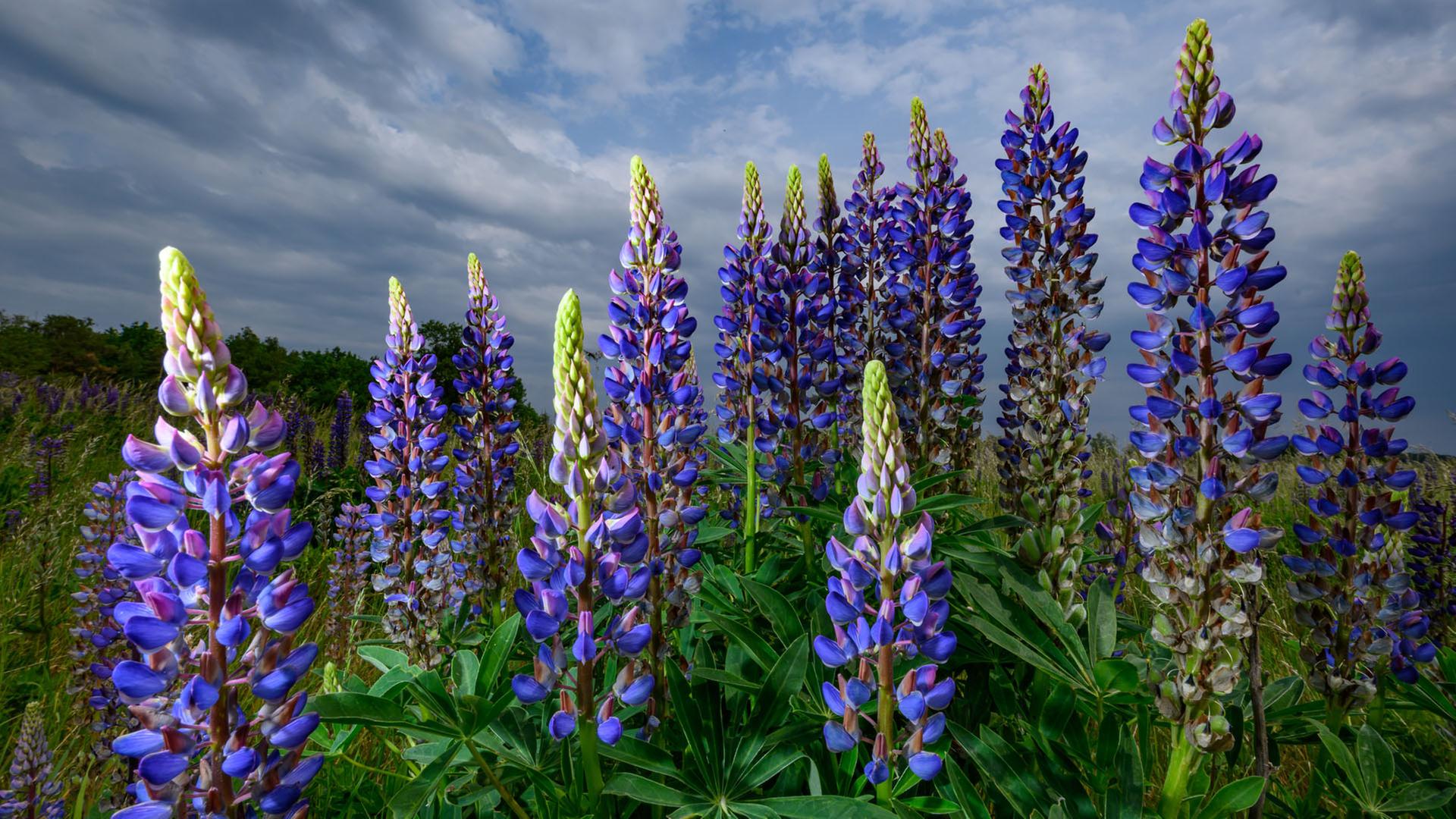 Die Vielblättrige Lupine (Lupinus polyphyllus) blüht auf einer Wiese vor dunklen Regenwolken.  | dpa