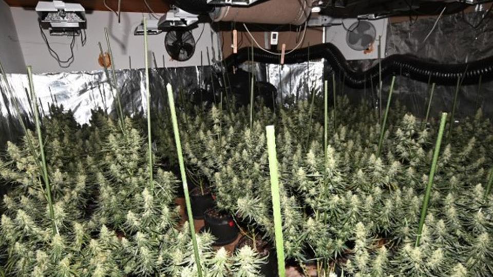Innenaufnahme aus der Cannabisplantage in Bad Lauterberg. | Polizei Göttingen In einem Raum stehen viele Cannabis-Pflanzen, an der Decke hängen Lüftungsgeräte.