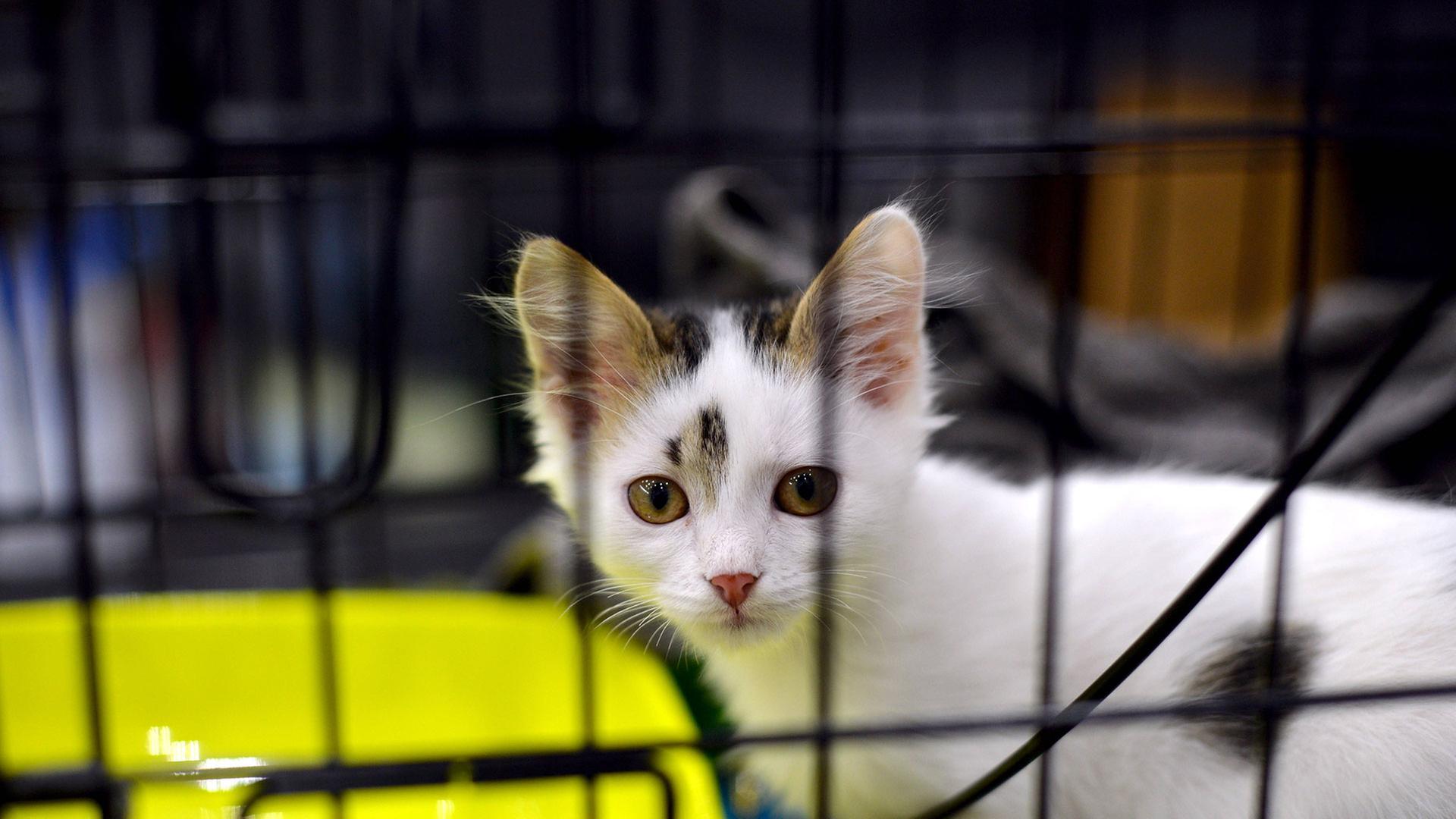 Verwilderte Katzen: Viele Kastrationen, aber weiter viele Kitten