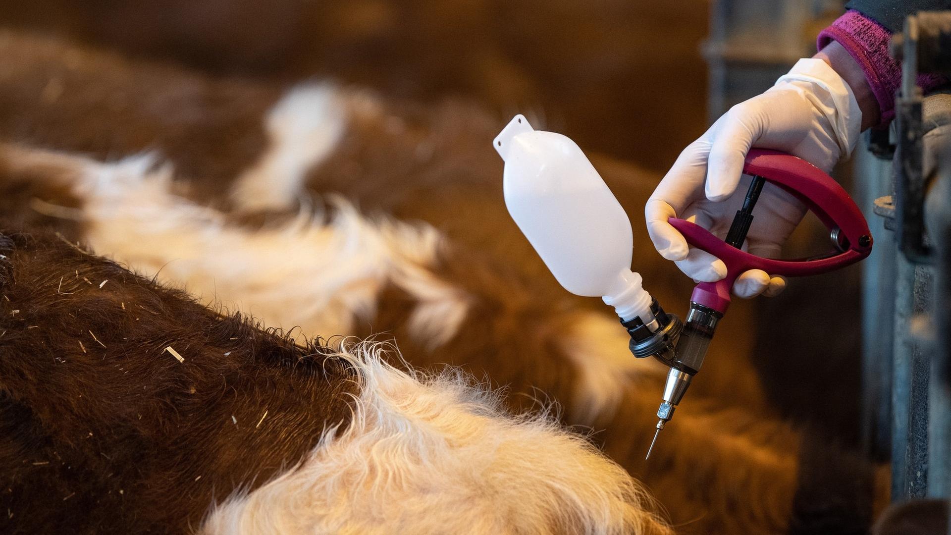 Tierseuchenbilanz in RLP: Geflügelpest größte Herausforderung