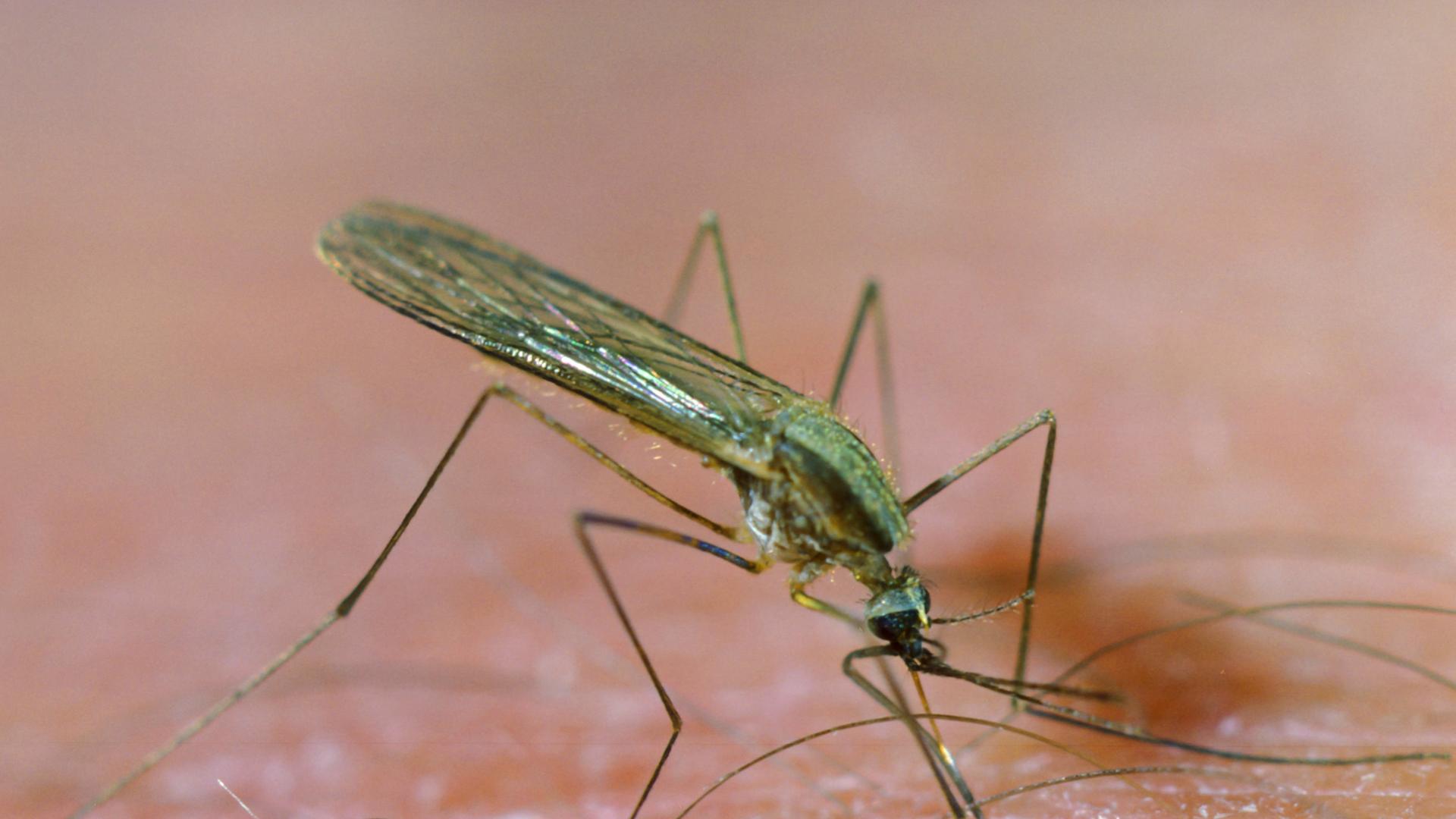 Frankfurt am Main: An Malaria erkrankte Person gestorben