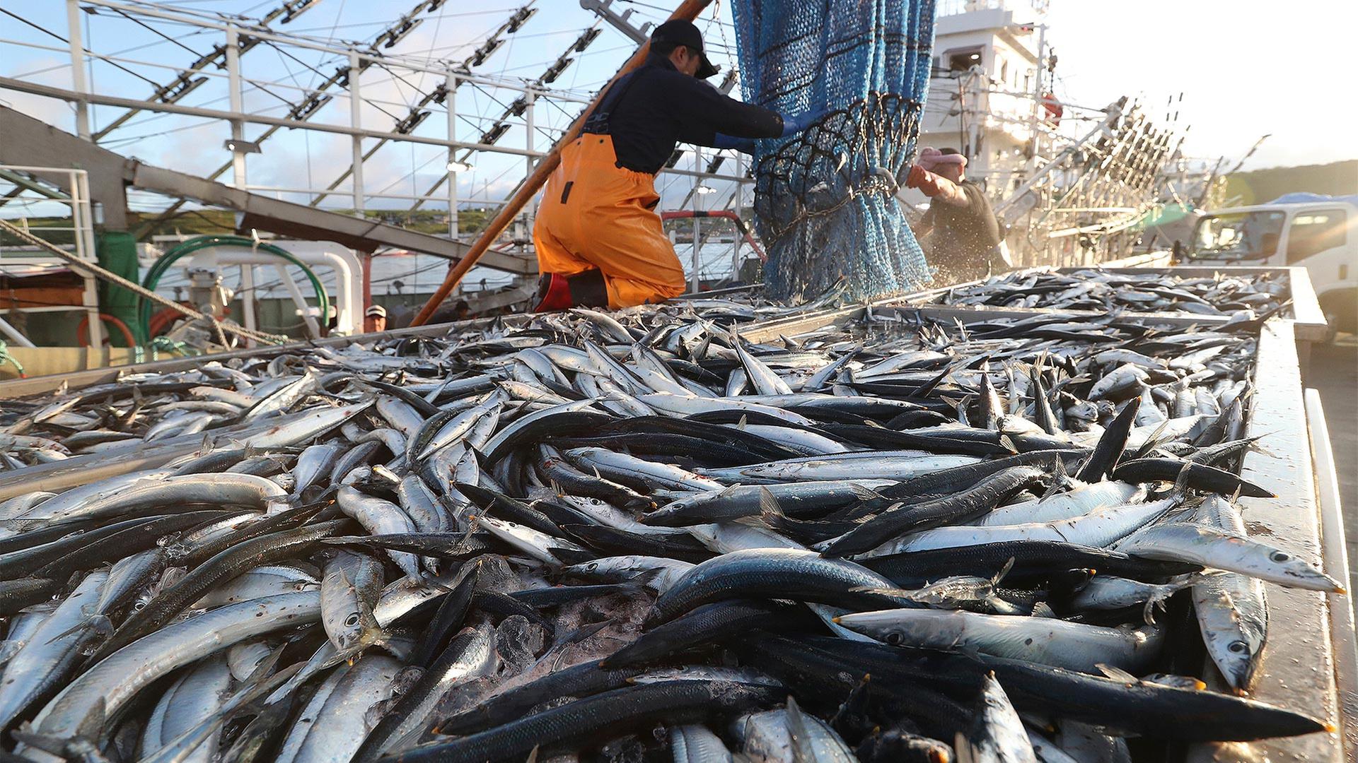 Fischer bei der Arbeit auf einem japanischen Trawler. | picture alliance/AP Images
