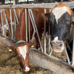 Kühe in ihrem Stall am Futtertrog