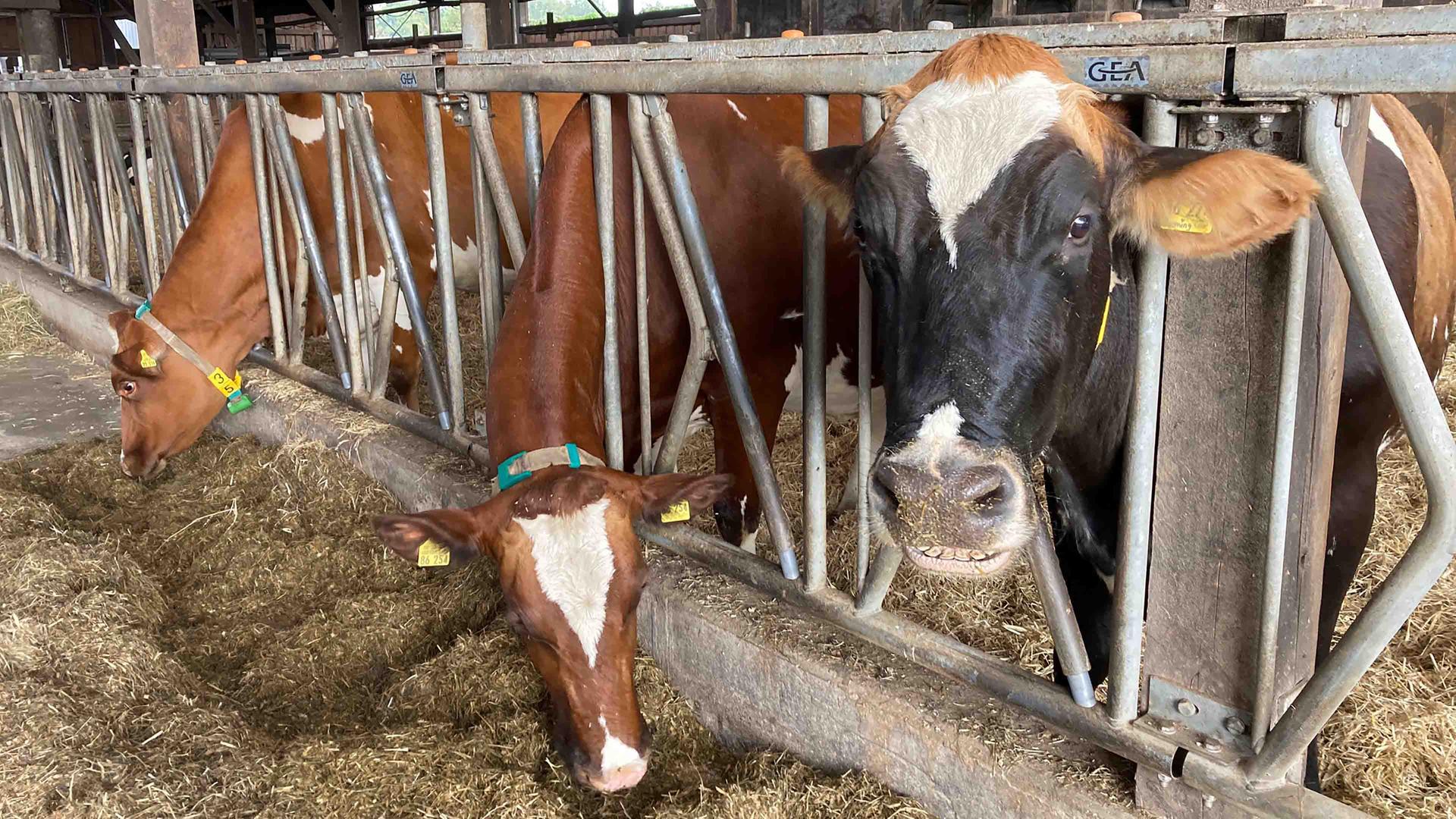 Üppiges Erntejahr in NRW: reichlich Futter für die Tiere