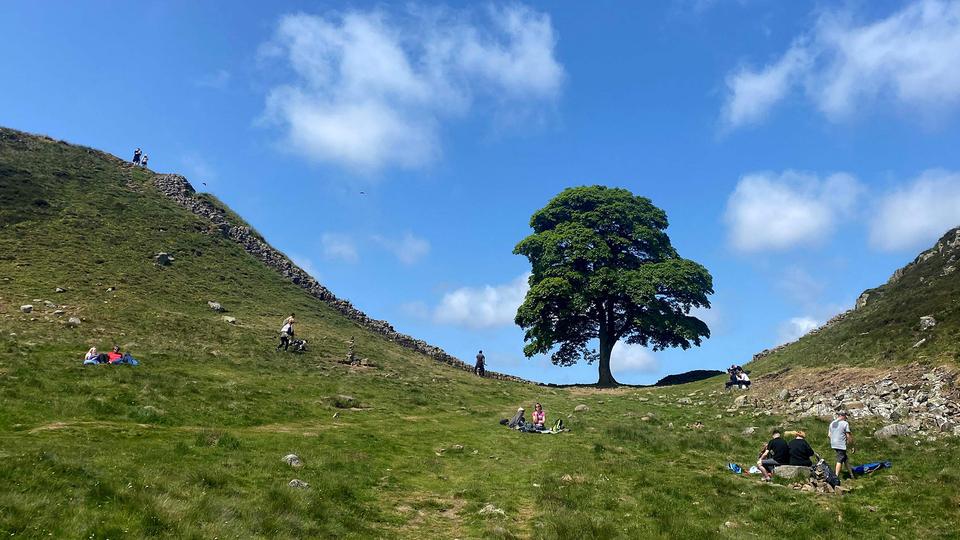 Nach illegaler Fällung: Rettung für den "Robin-Hood-Baum"? | tagesschau.de