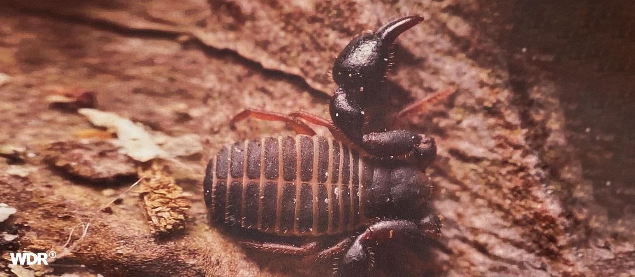 Nahaufnahme des seltenes Insekts Denrochernes Cyrneus.