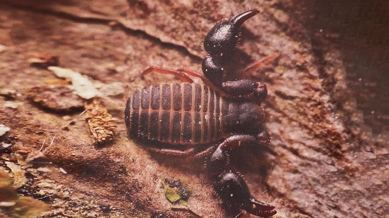 Nahaufnahme des seltenes Insekts Denrochernes Cyrneus.