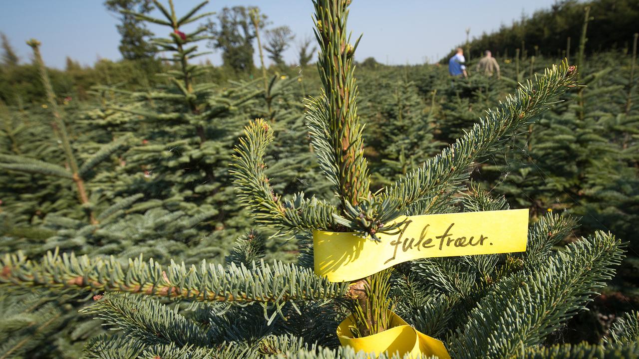 Wie-D-nemark-zum-weltgr-ten-Weihnachtsbaum-Exporteur-wurde