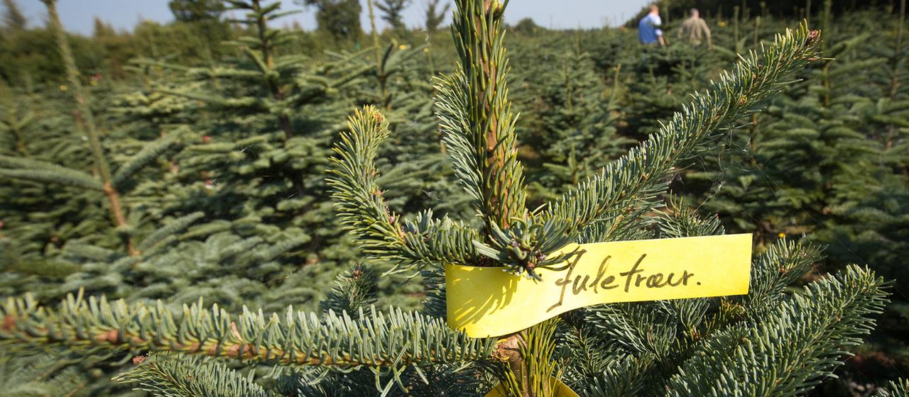 Tannenbäume stehen auf einem Feld in Skærbæk (Dänemark).