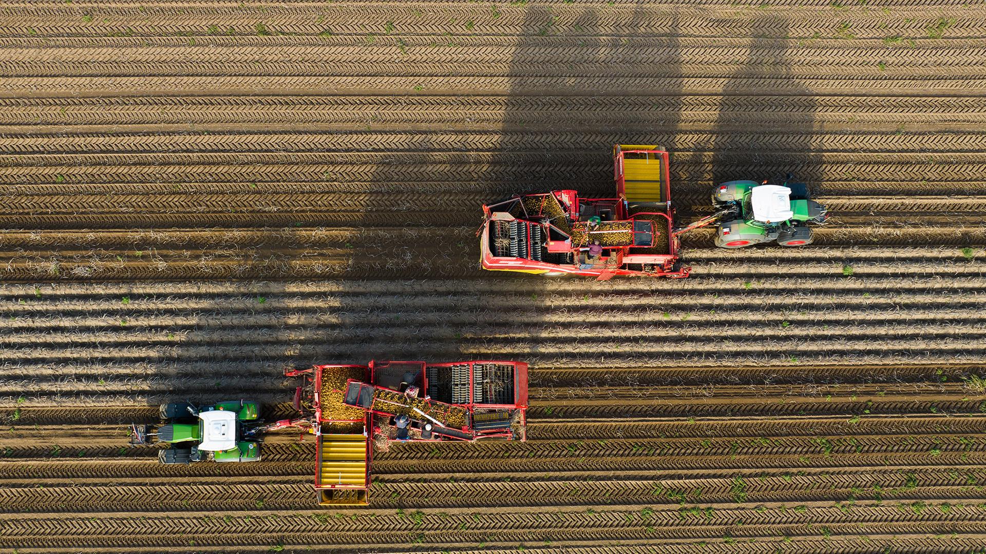 Landmaschinen ernten Kartoffeln auf einem Feld.