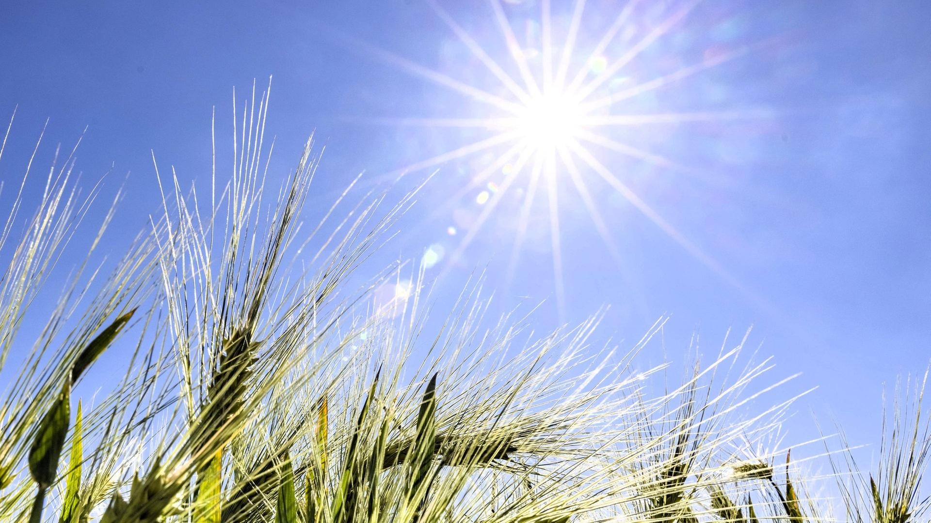 In Rheinland-Pfalz wird es nochmal sommerlich heiß