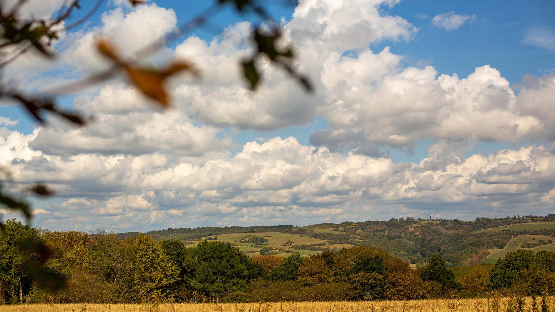 Eine weitläufige Hügellandschaft mit einem trockenen, goldgelben Feld im Vordergrund, dichten Baumreihen in der Mitte und einem von Quellwolken bedeckten blauen Himmel | IMAGO / Manngold
