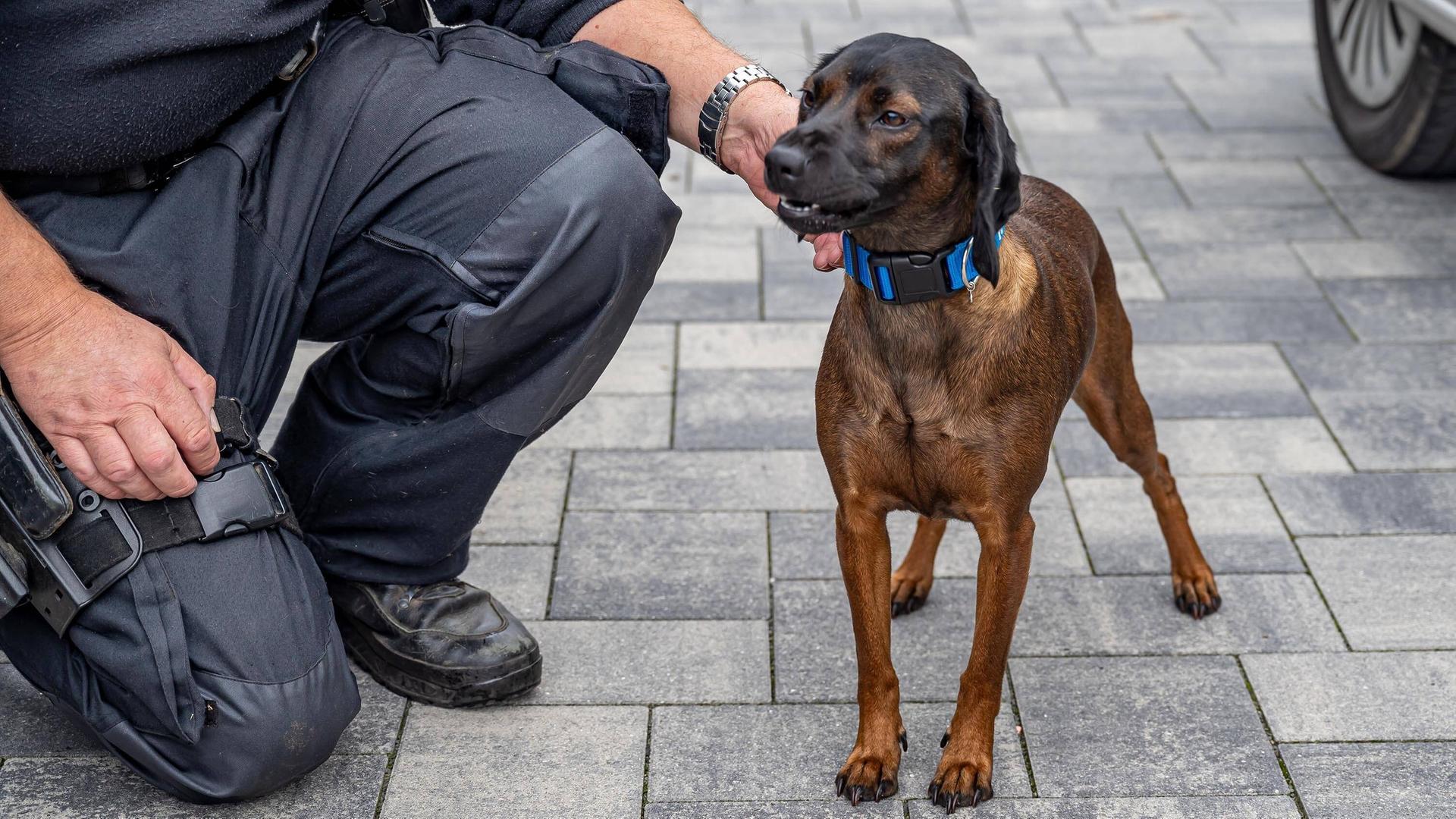 Spürhund steht mit aufmerksamem Blick neben Person in dunkelblauer Dienstbekleidung | IMAGO / Markus Klümper