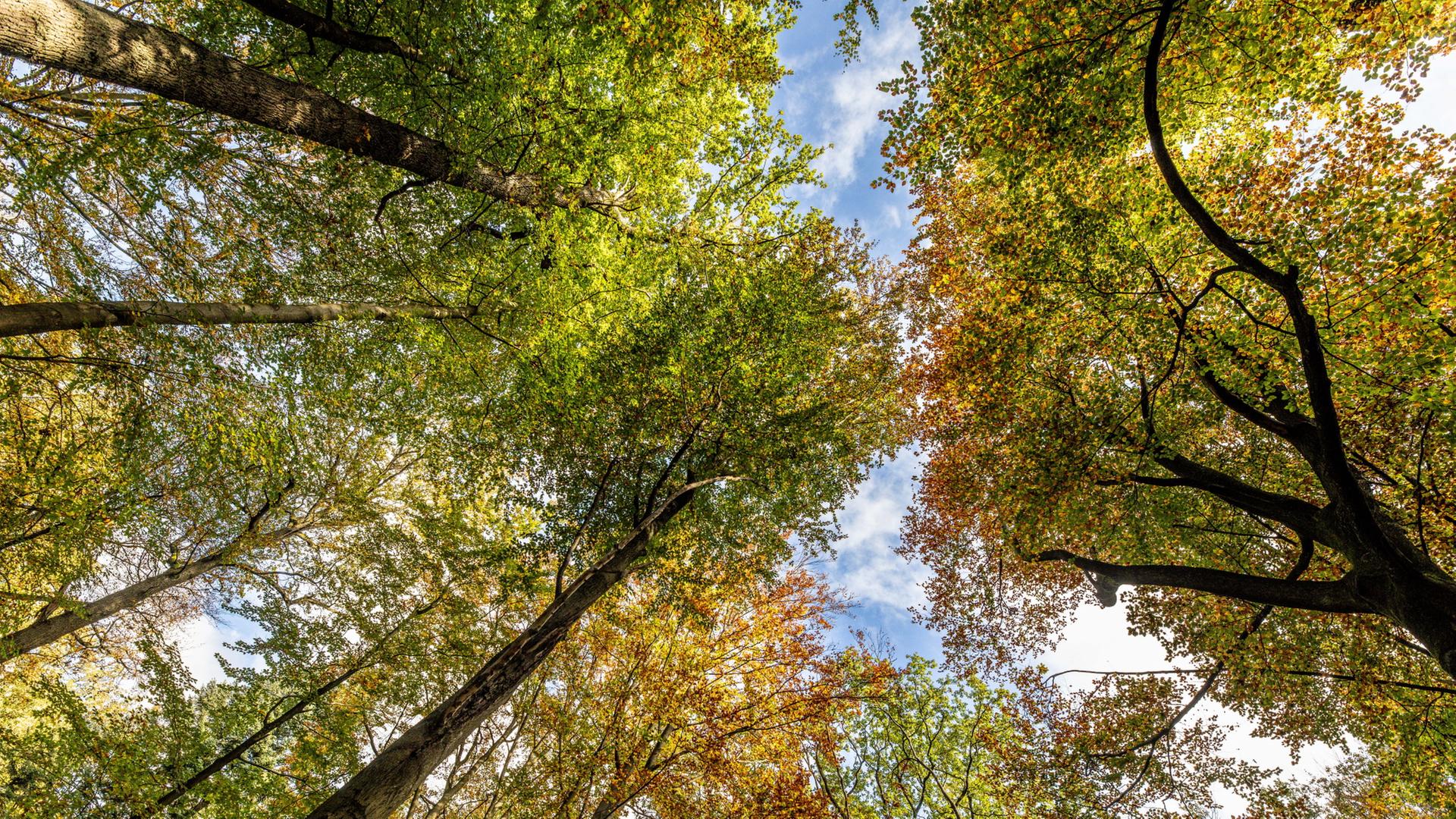 Wald