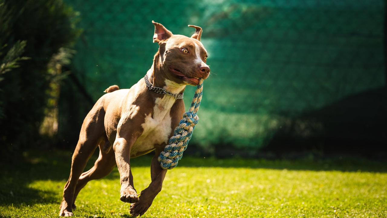Hessen: Marburg: Mann ersticht eigenen Hund, um Leben seiner Mutter zu retten