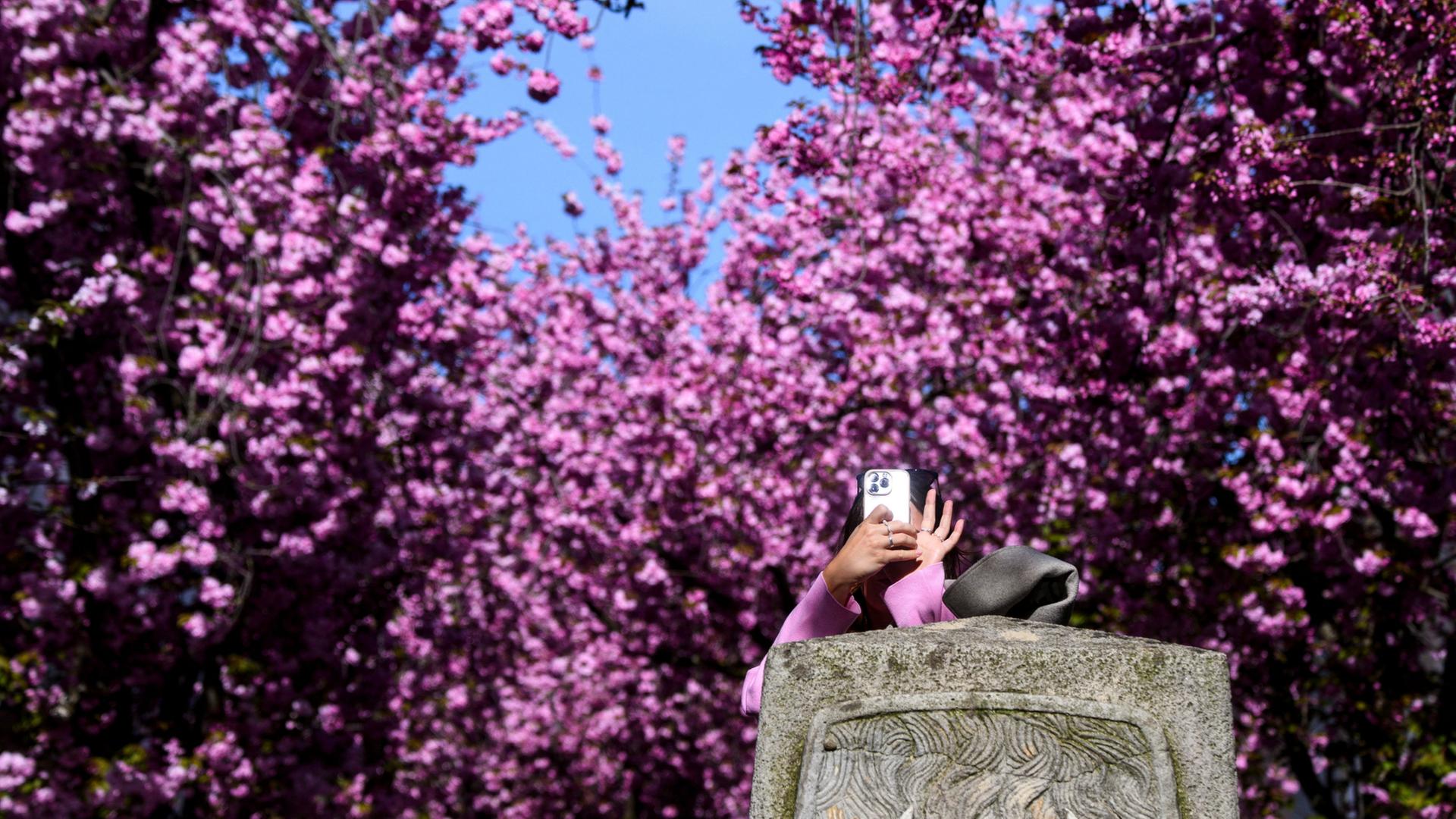 KirschblÃ¼te in Bonn | REUTERS