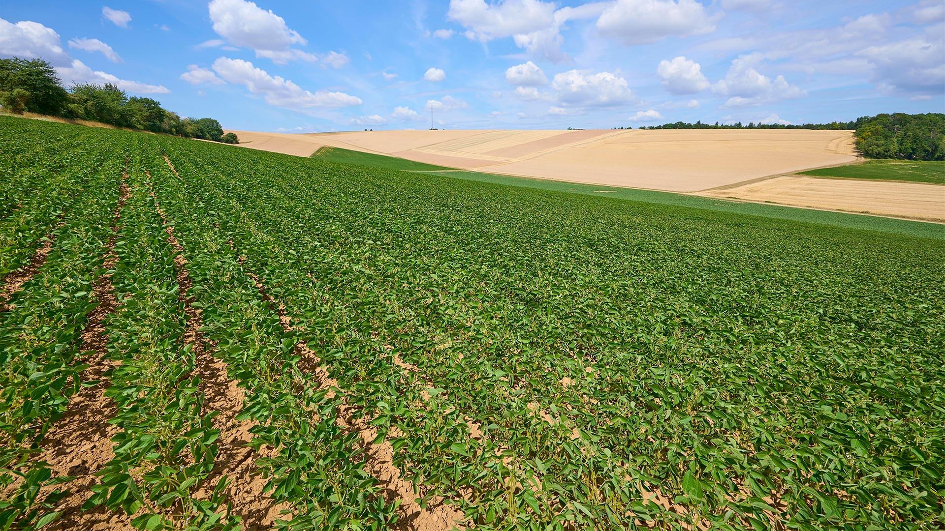 Dürre in der Landwirtschaft: Mehr Sojaanbau, mehr Bewässerung
