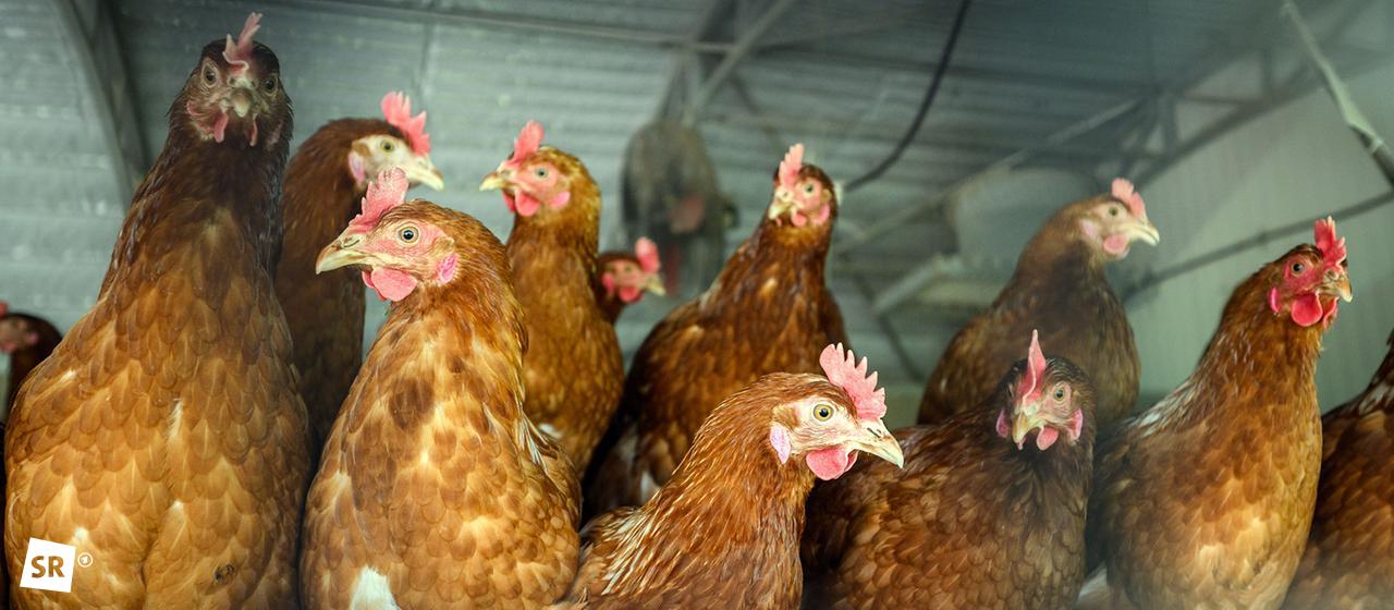 Hühner stehen dicht gedrängt in einem Stall | picture alliance/dpa | Julian Stratenschulte Hühner stehen dicht gedrängt in einem Stall