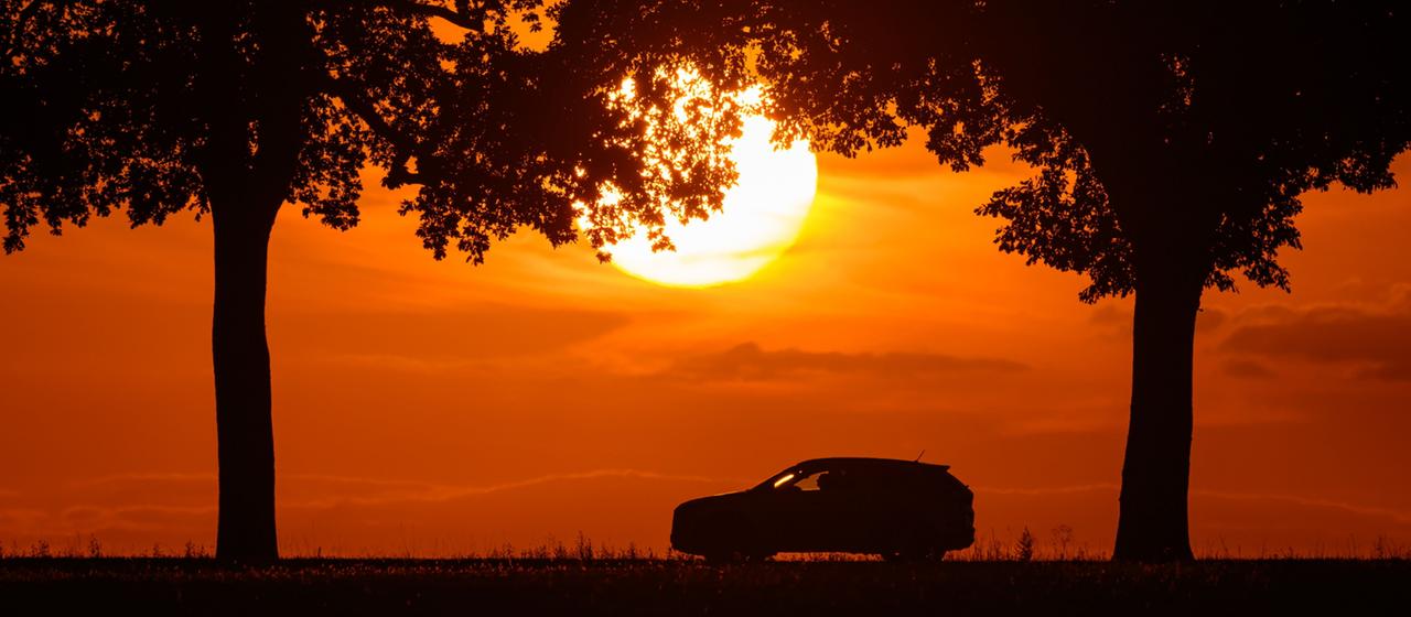 Sonnenuntergang über eine Allee im östlichen Brandenburg (Bild vom 11.08.2026)