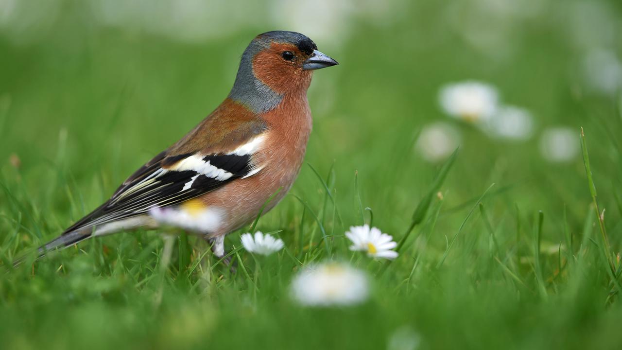 Stunde der Gartenvögel: Was piept denn da?