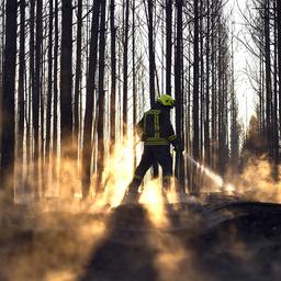 Ein Feuerwehrmann löscht in einem Wald Glutnester. Vom Boden steigt vor der heraufsteigenden Sonne Dampf auf.