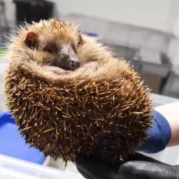 Ein Igel in den Händen der Tierärztin  