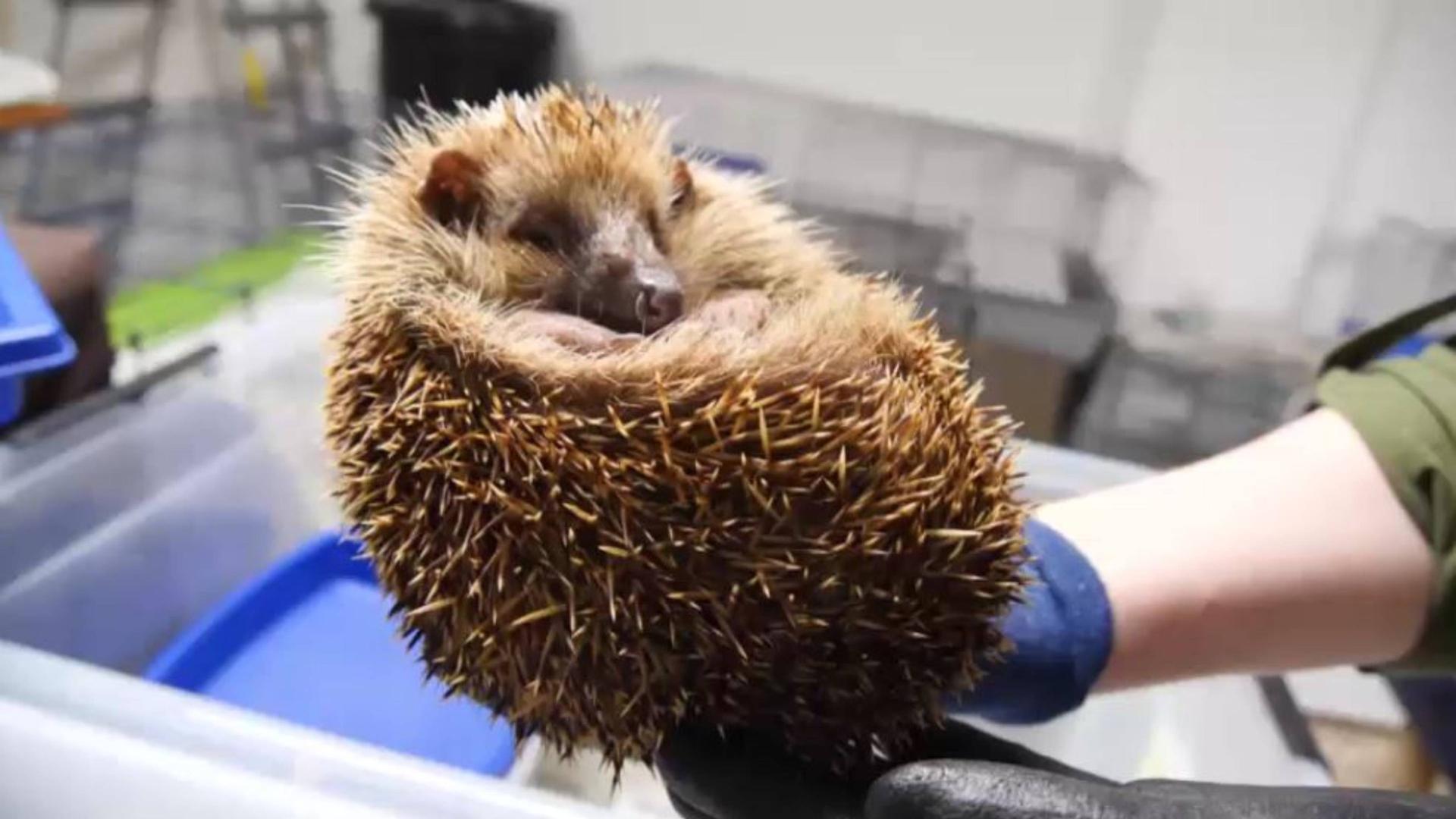 Wildtiere in Not: Wann ist Hilfe nötig?