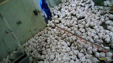 Masthähnchen in einem vollen Stall