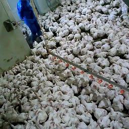 Masthähnchen in einem vollen Stall