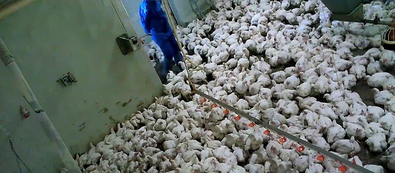 Masthähnchen in einem vollen Stall