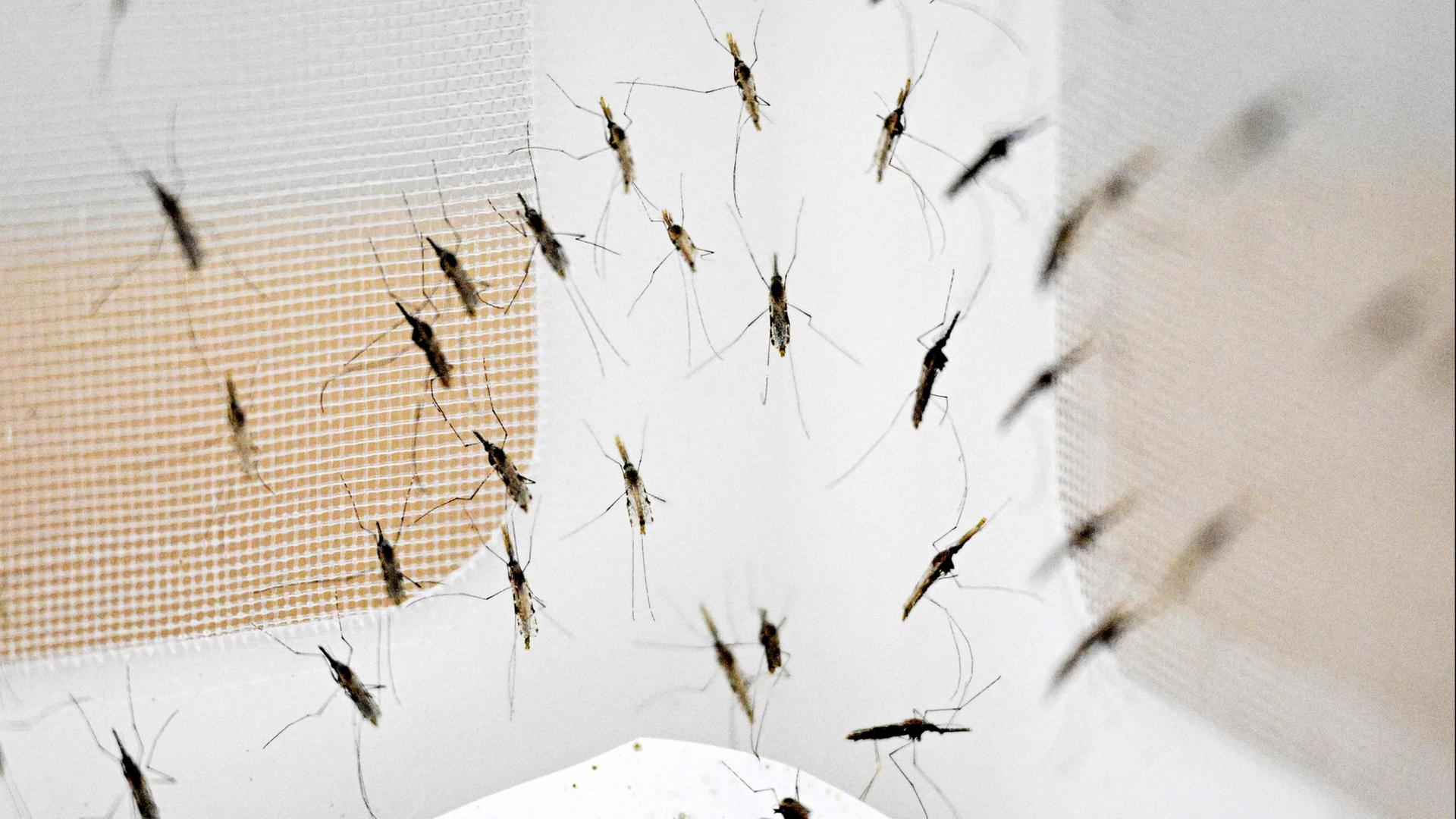 FAQ: Wie gefährlich sind die aktuellen Malaria-Fälle?