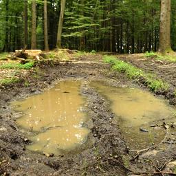 Wasser steht in Traktorspuren in einem Forst.