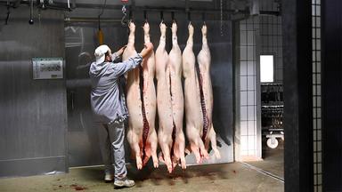 Regionale Schlachtung im Rottenburger Schlachthof – ein Metzger und drei geschlachtete Schweine.