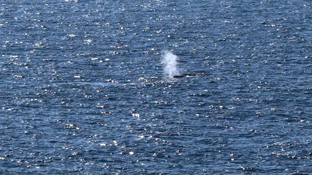 Buckelwal in der Nordsee freigesetzt