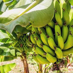 Bananen-Pestizid Mancozeb: In der EU verboten und trotzdem versprht |  tagesschau.de