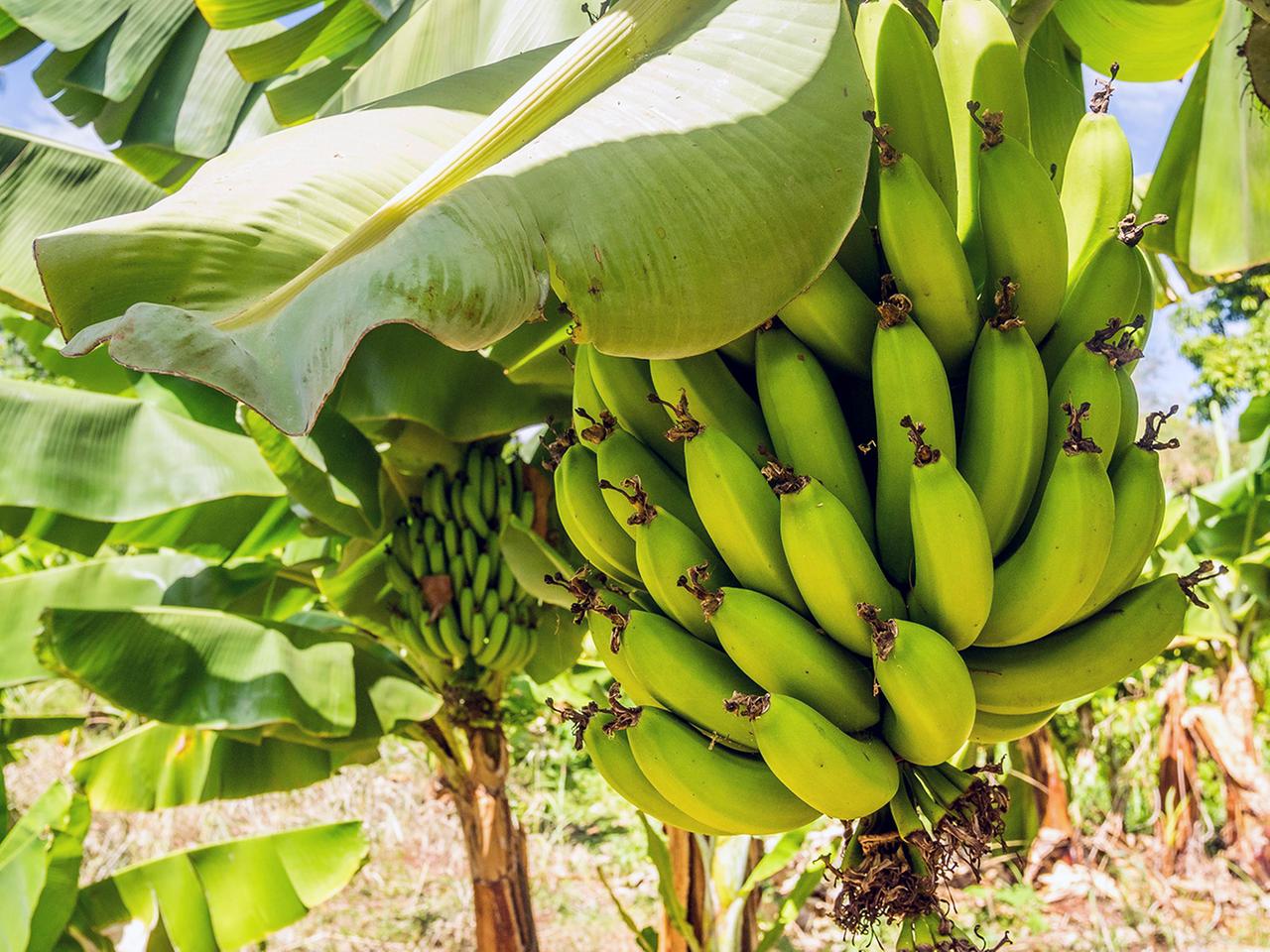 Aggressiver Pilz: Ist die Banane noch zu retten? | tagesschau.de