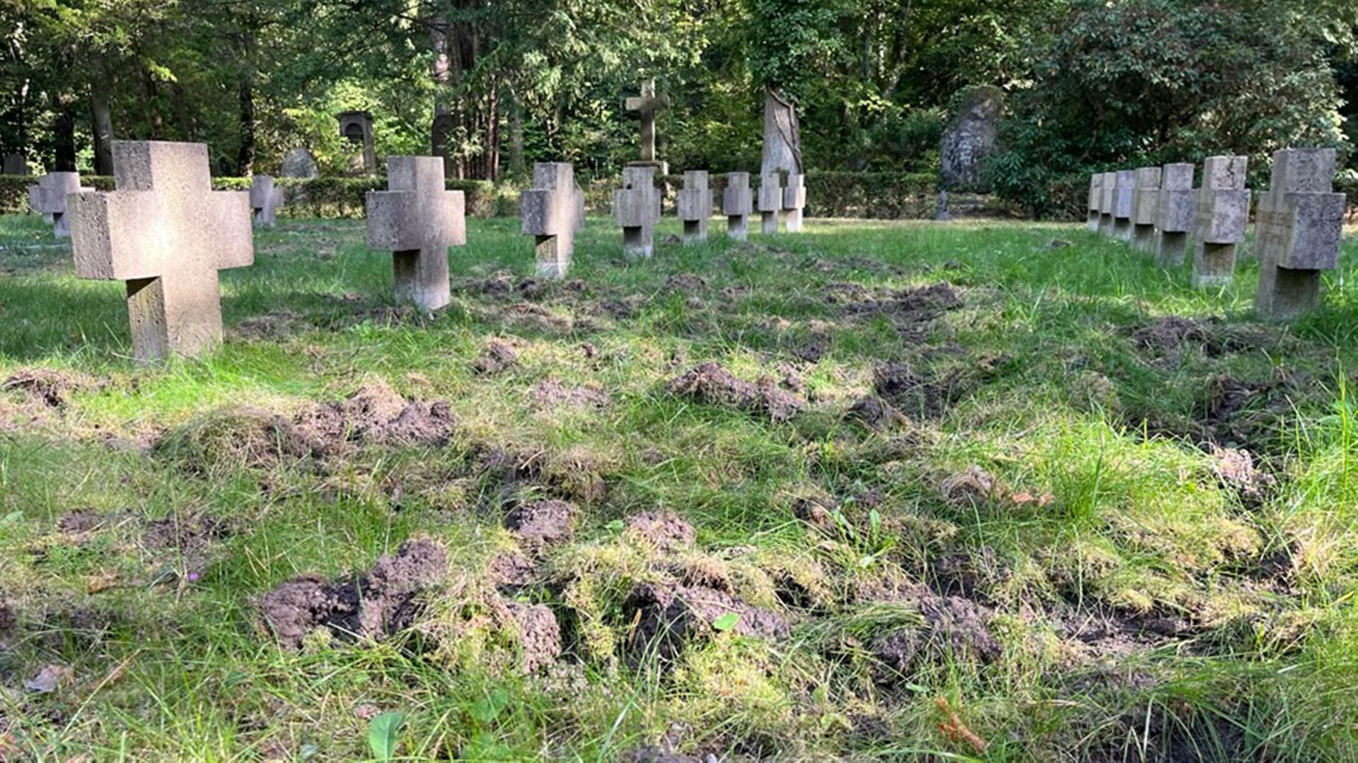 Wildschweinschäden auf dem Südwestkirchhof in Stahnsdorf. (Quelle: rbb/Veronica Rossa) | rbb/Veronica Rossa