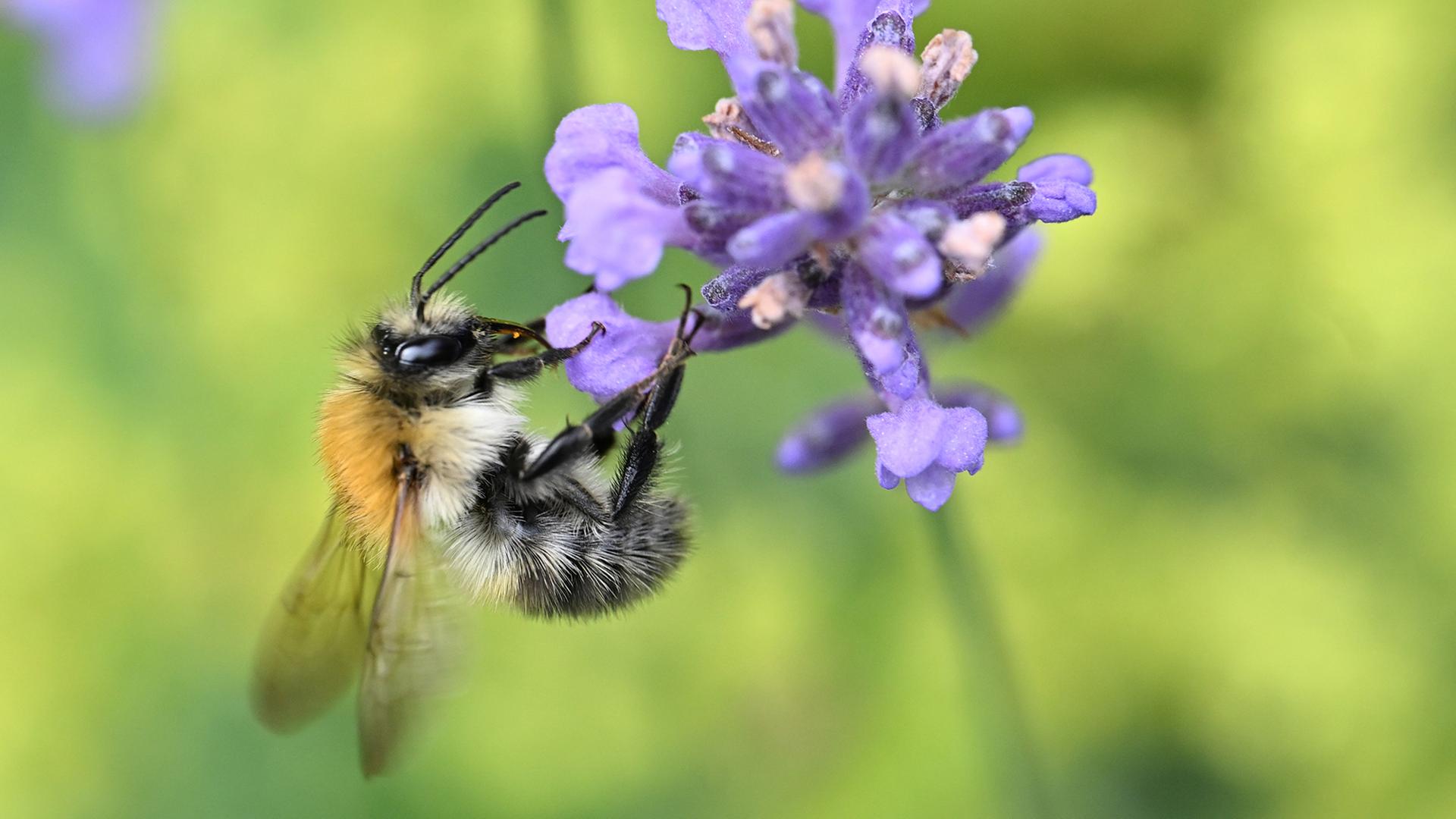 Eine Wildbiene sitzt auf einer Lavendel Blüte und holt sich Nektar. | dpa