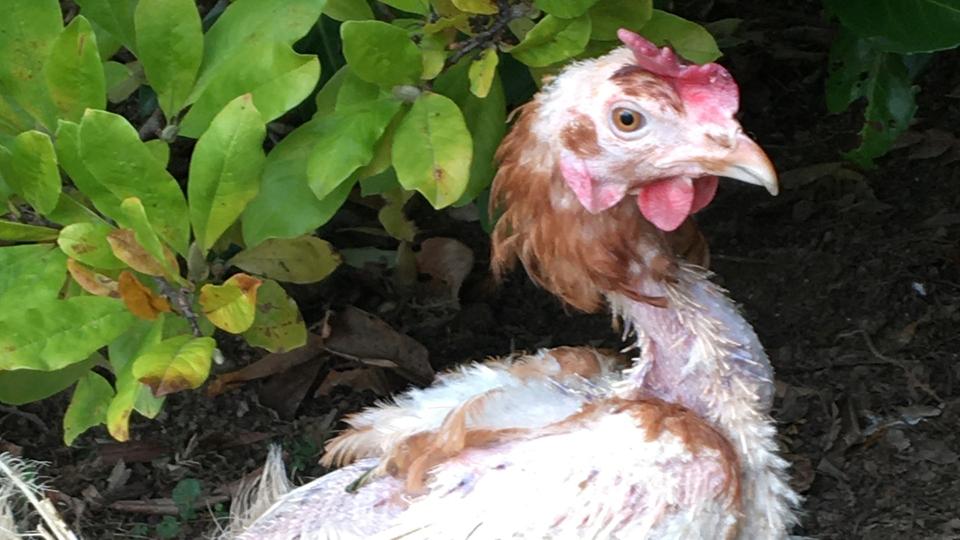 Die Hühner, die aus der Bodenhaltung gerettet wurden, sind meist sehr abgemagert und müssen erstmal wieder aufgepäppelt werden. | SWR Eine Henne, die der Verein "Rettet das Huhn" gerettet hat.
