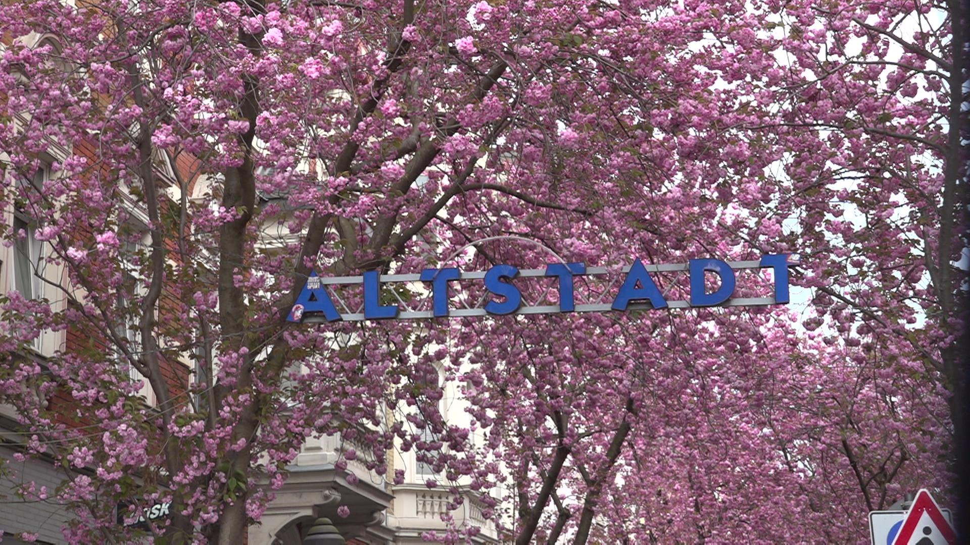 Pünktlich zum Osterwochenende: Bonner Kirschblüten beginnen zu blühen