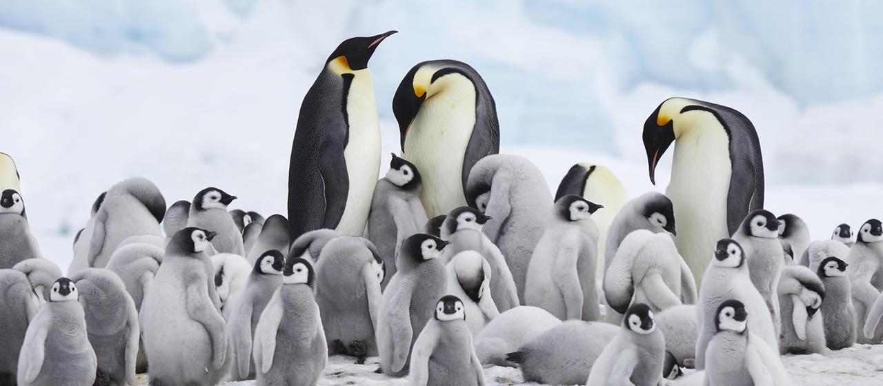 Eine Kolonie Kaiserpinguine mit Altvögeln und vielen Jungtieren.