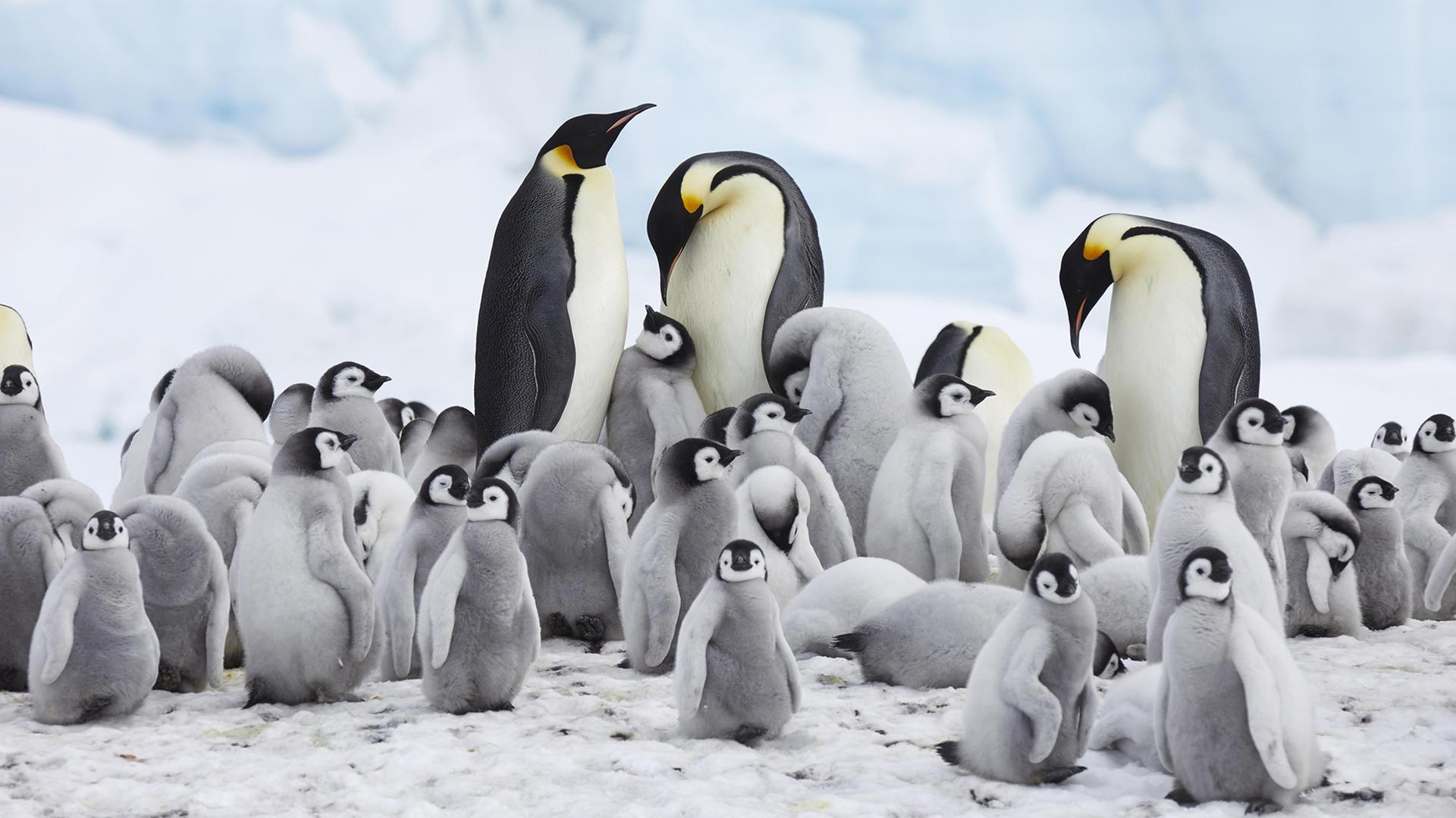 Eine Kolonie Kaiserpinguine mit Altvögeln und vielen Jungtieren. | picture alliance / imageBROKER