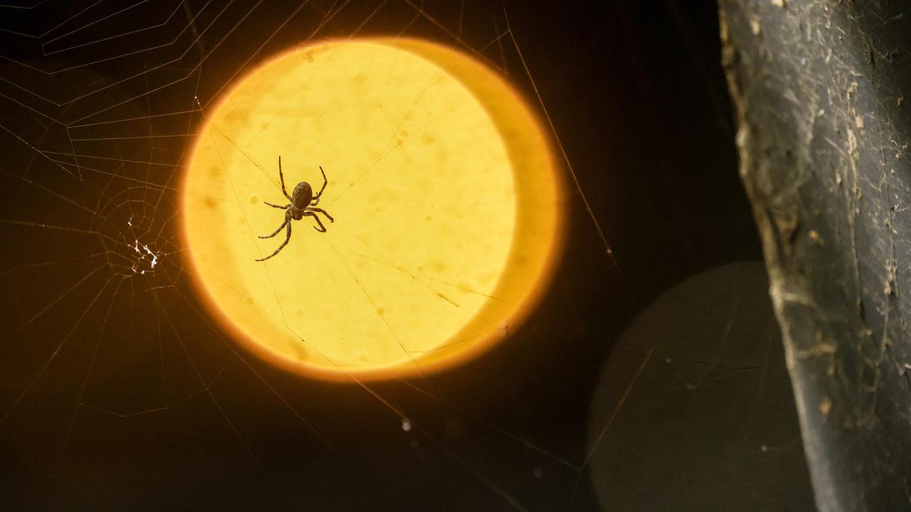 Spinne im LIcht, Rübengeister in Riedlingen, Rakete in Texas