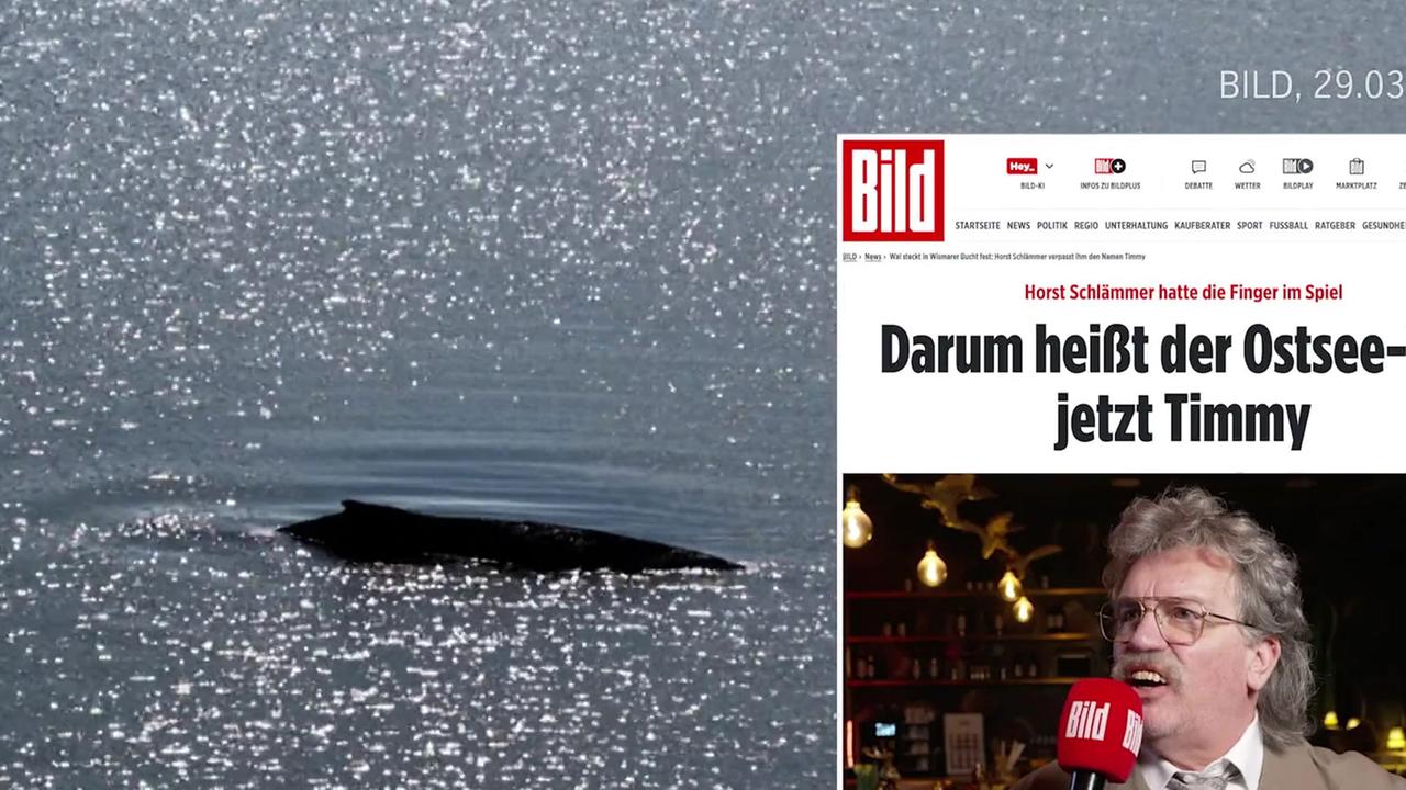 Medienspektakel um gestrandeten Wal