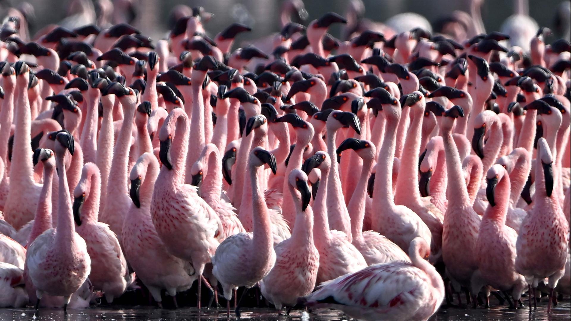 Zahlreiche Flamingos sind an einem Teich in Navi Mumbai (Indien) zu sehen. | AFP